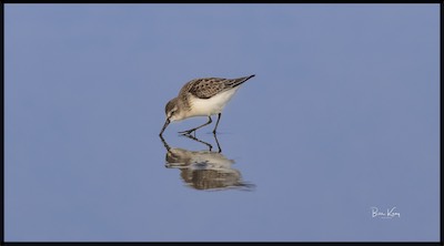 shore bird