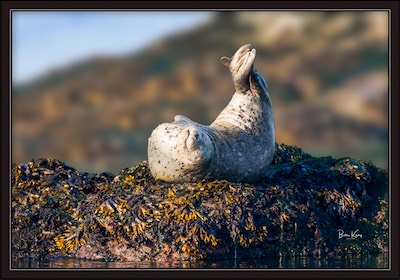 smiling seal