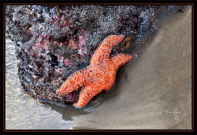 orange starfish