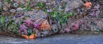 starfish ledge