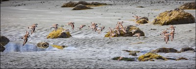 tofino beach flight