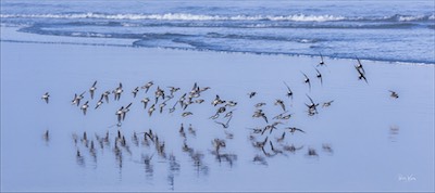 Tofino flock