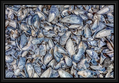 shell beach