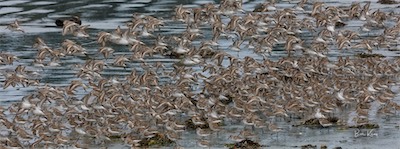 western sandpiper migration