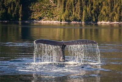 humback tail streaming