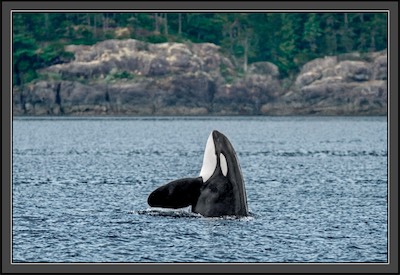 orca whale hop