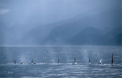 sleep-mode killer whales