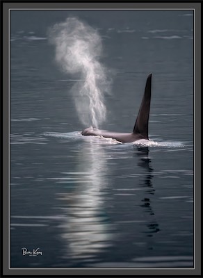 Orca whale spout