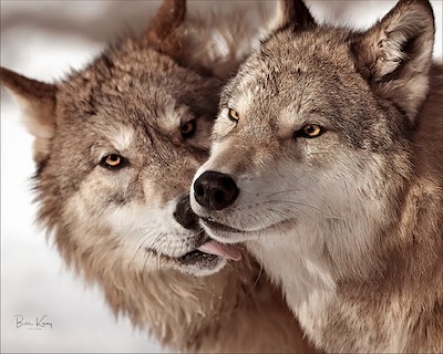 wolf kiss