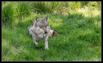 wolf rest